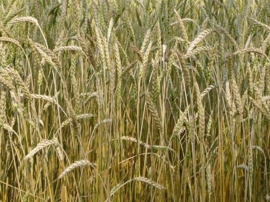     Фото Кирилла Янчицкого / "МК в Омске"