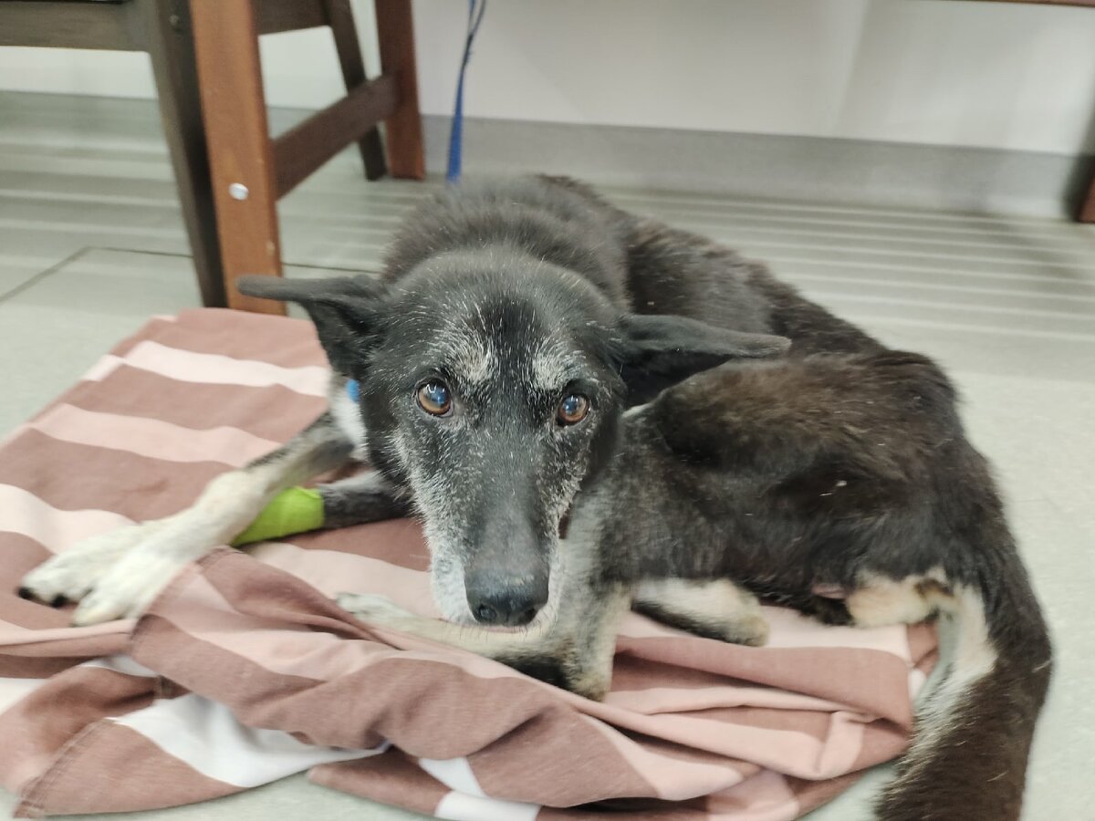 Посмотрите в эти глаза, Дара хочет жить!