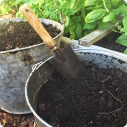 Важность ухода за капустой