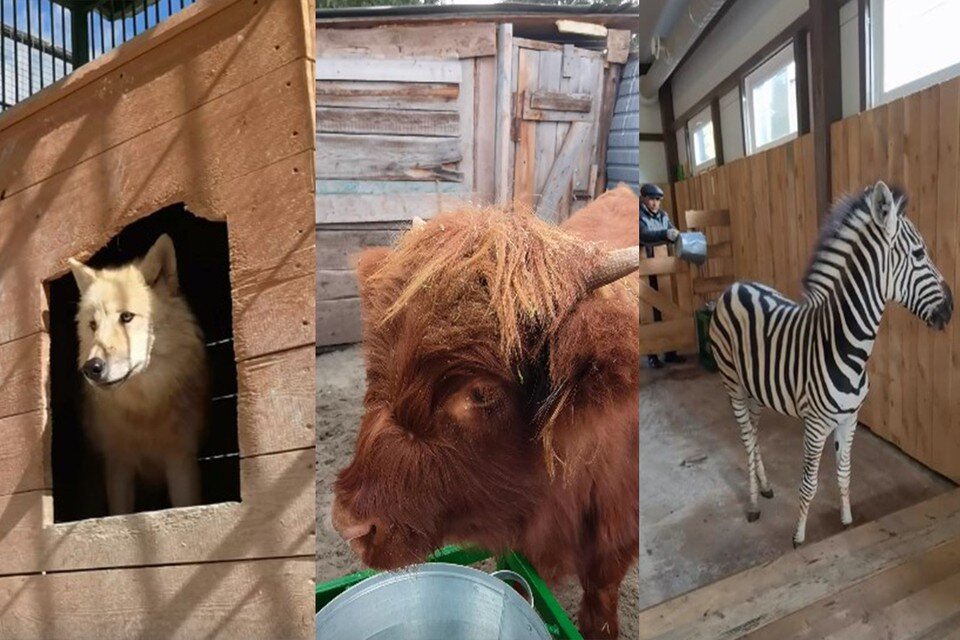     Животные барнаульского зоопарка "Лесная сказка"  Барнаульский зоопарк «Лесная сказка»