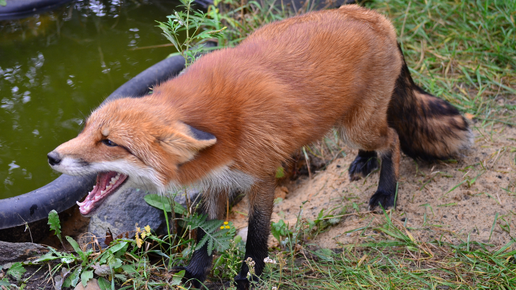 Никогда не кричите на лису! Поведение лисы осенью | Лисы в доме | Дзен