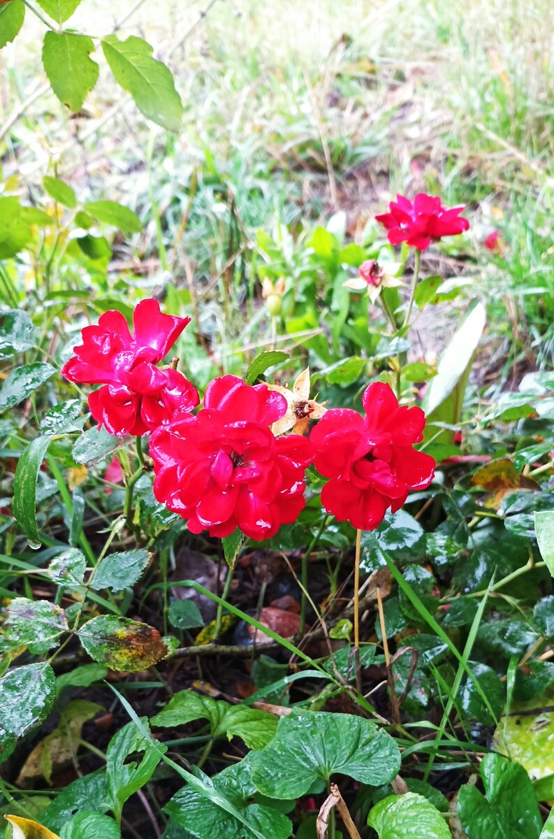 Куст с розами. 