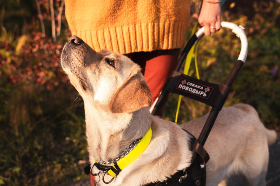 #телеканалдомашниеживотные #закон #новости #законопроект #собакаповодырь #госдума #депутаты #заседание #федеральныйзакон #сентябрь2022 