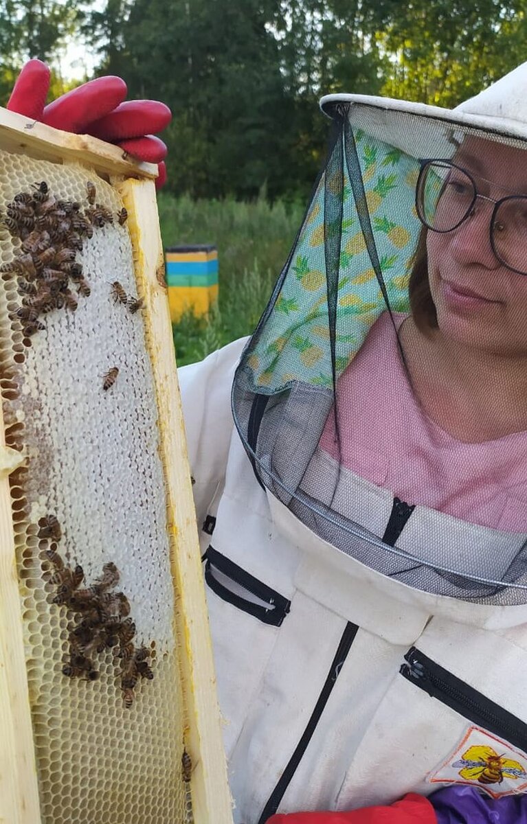 Соты с медом.