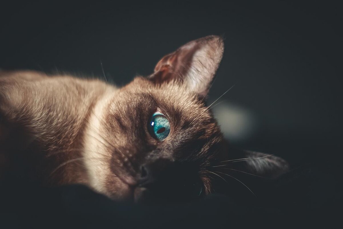 Foto de Alecsander Alves en Unsplash