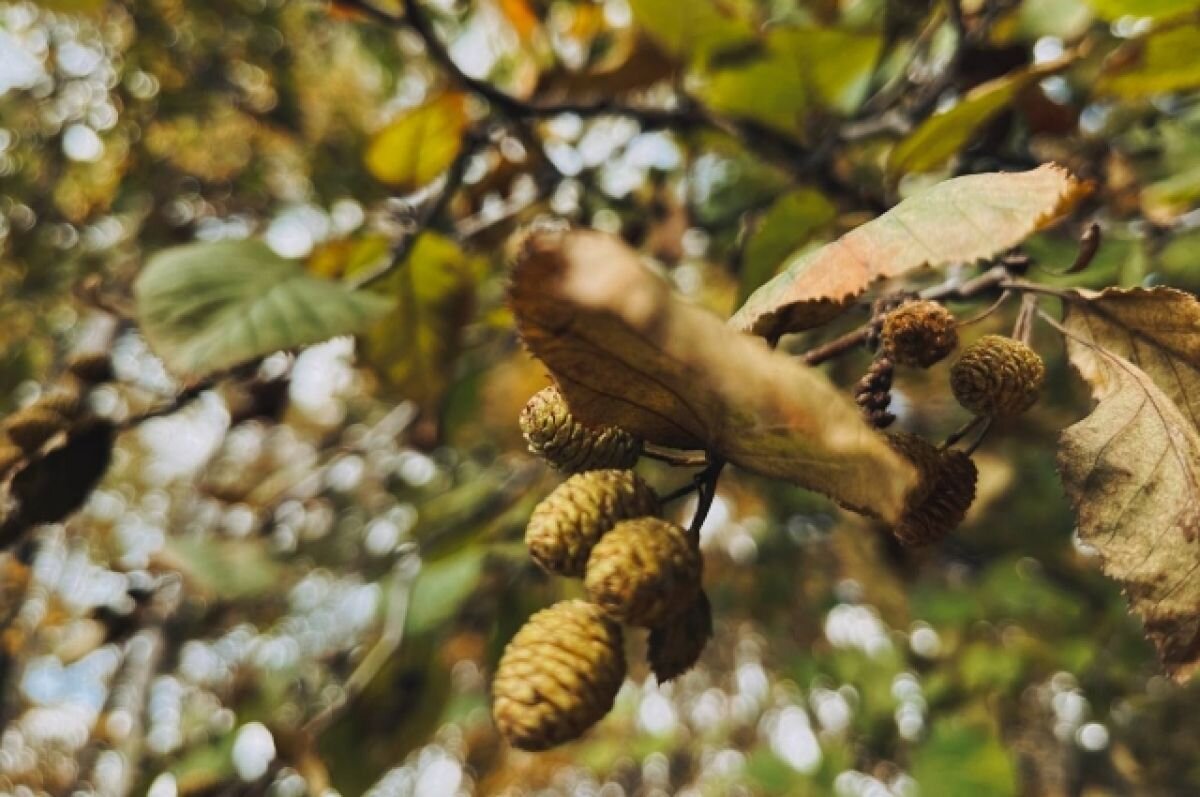    Женщина заблудилась в Хопёрском заповеднике под Воронежем