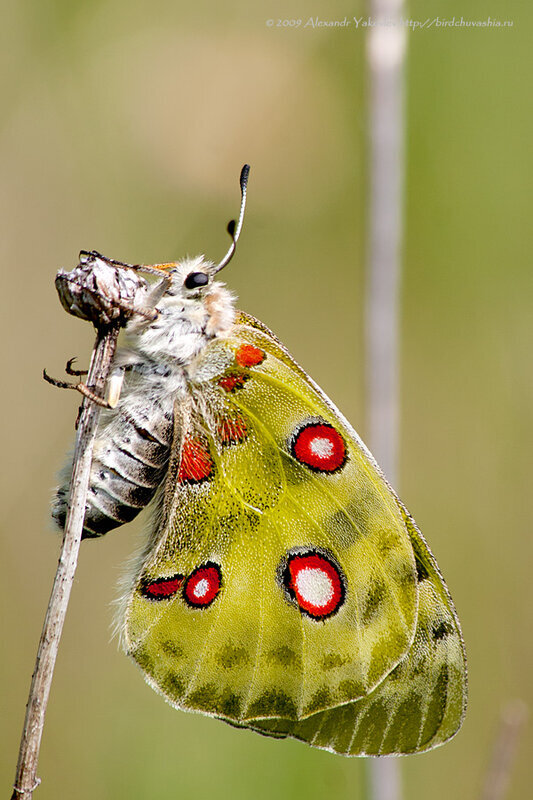 Только что из куколки 