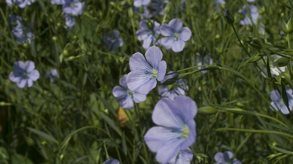 Linum usitatissimum