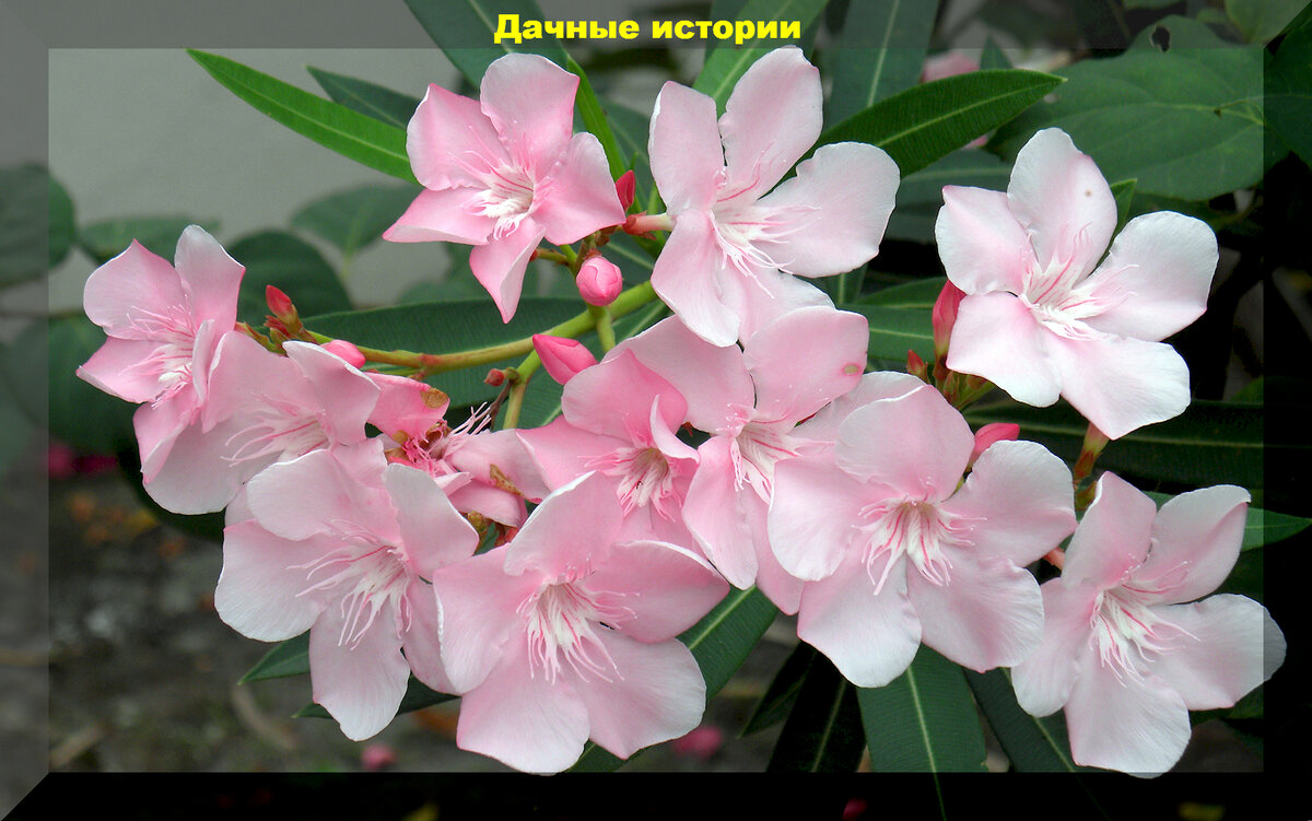 https://vk.com/photo-159774511_457258461. Олеандр