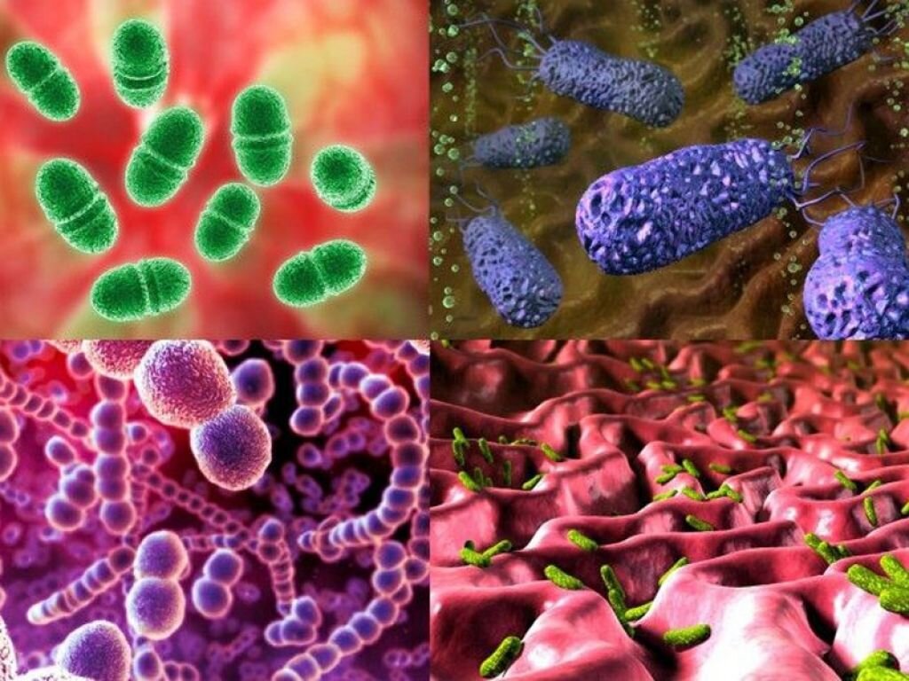 Бактерии в микроскоп