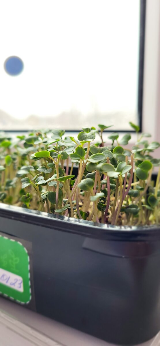 Наши пушистики день на 9-10