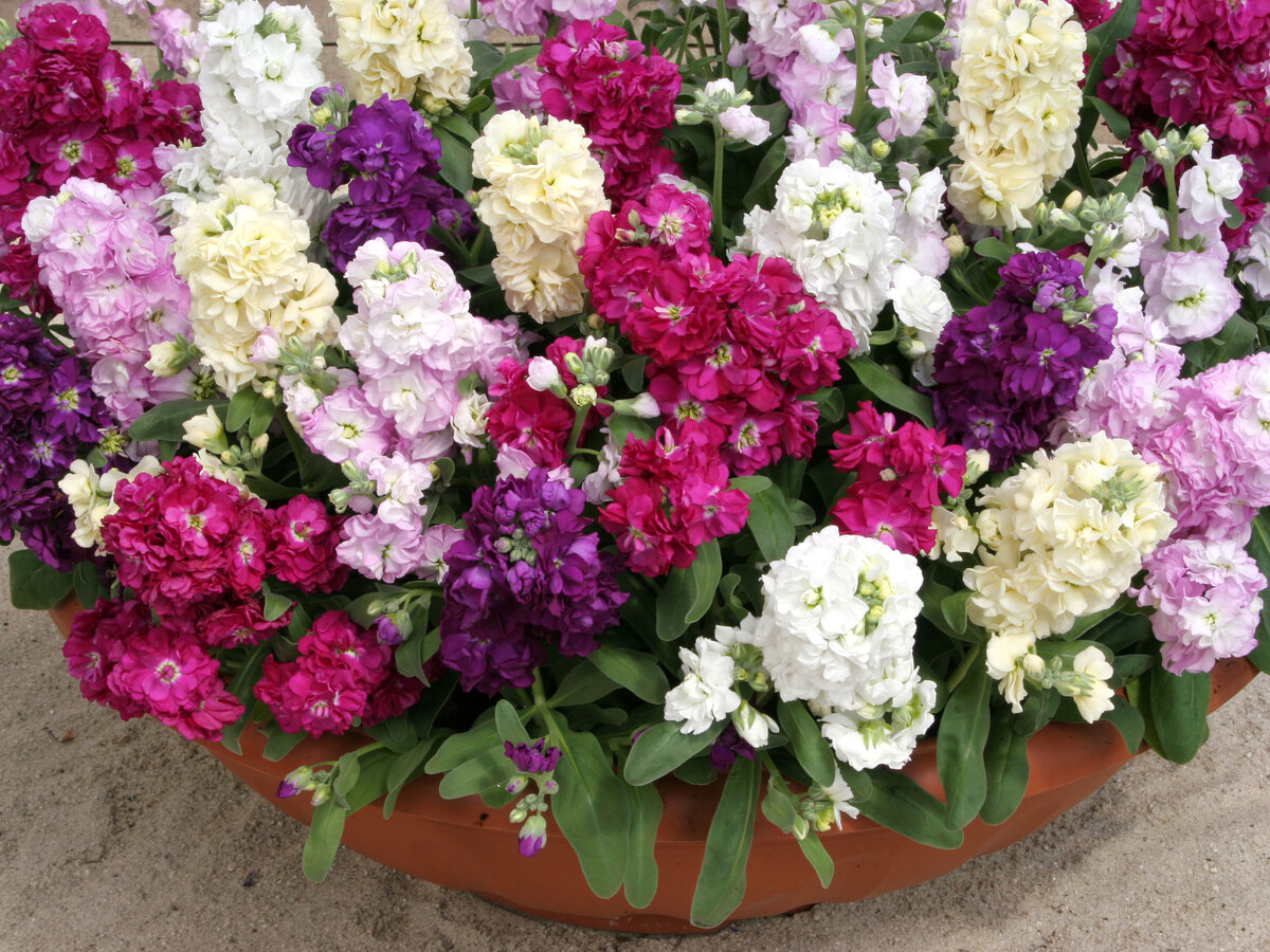 Листай галерею. Маттиола