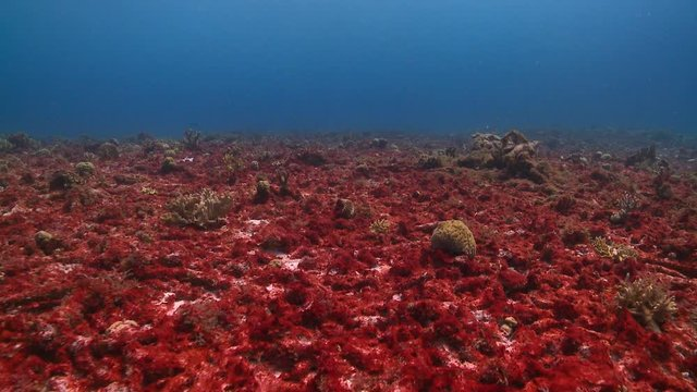 Почему красное море назвали красное: история происхождения названия