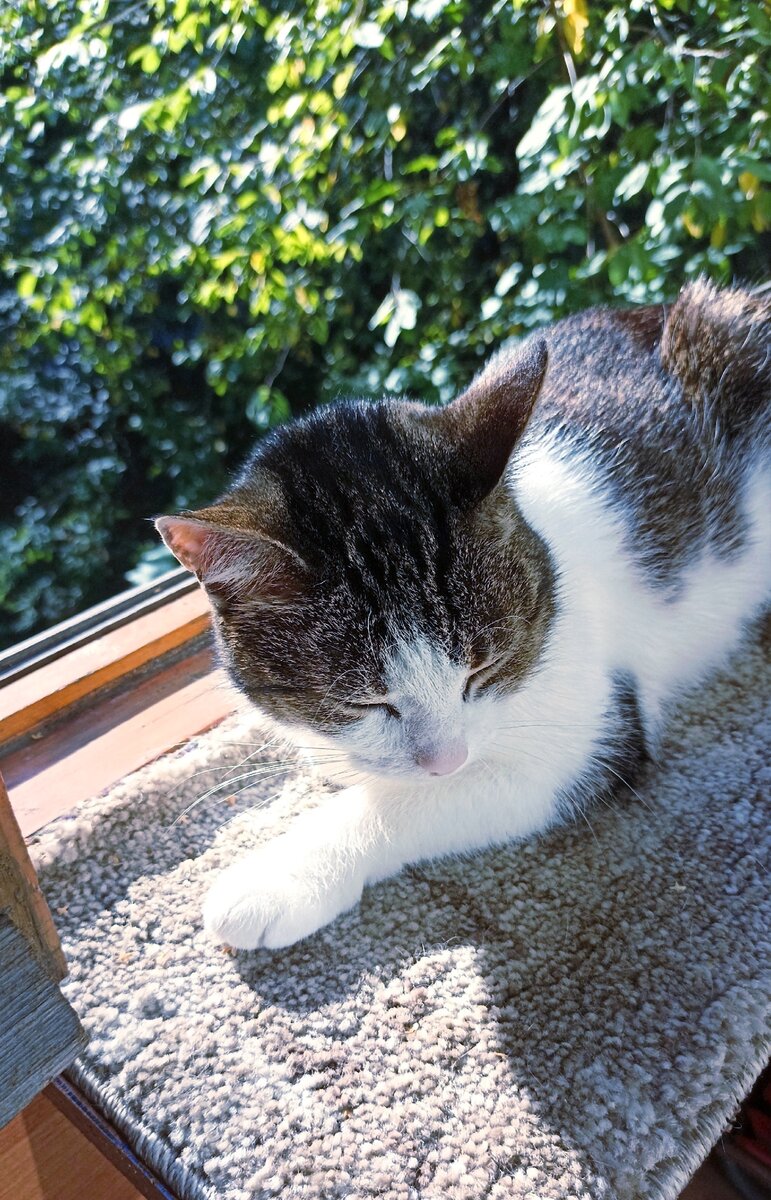 ГОСПОЖА ПРИНЦЕССА КРУПНЫМ ПЛАНОМ. 😹