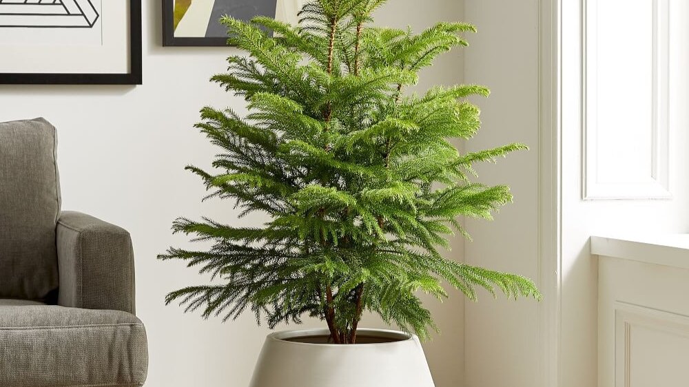 Араукария разнолистная, или норфолкская сосна