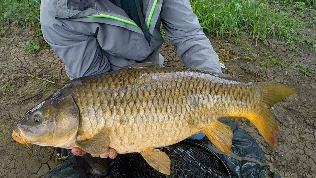 Как приготовить технопланктон для ловли толстолобика.My fishing