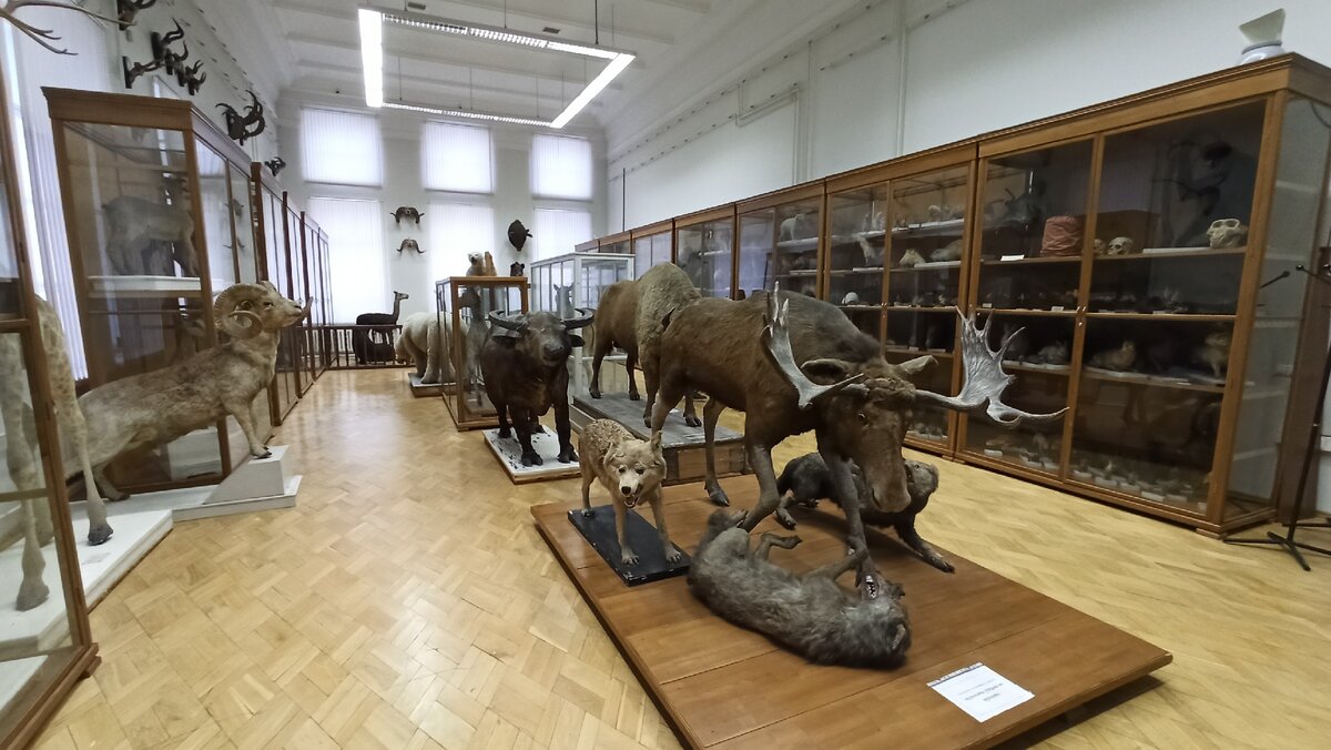 Зал Млекопитающих