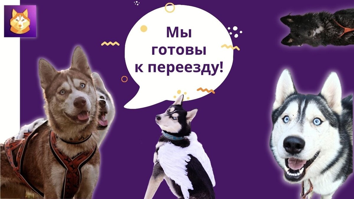 Хаски SOS СПб - Группа помощи попавшим в беду собакам северных ездовых пород в Санкт-Петербурге и Ленинградской области