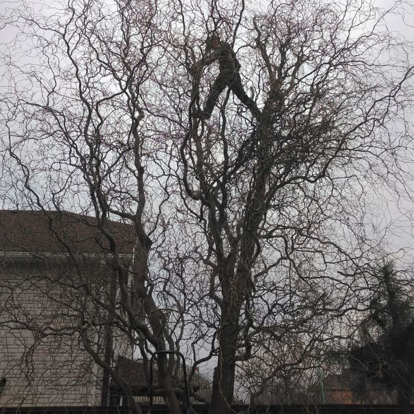 Ива извилистая. В процессе