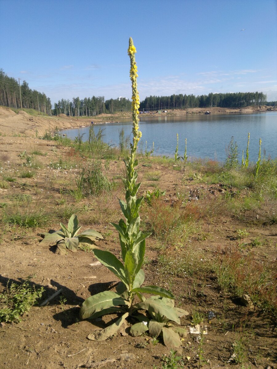 Удачи тебе большой, как этот цвет!