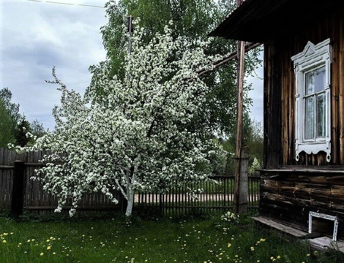 Плодовые деревья вытягивающие воду