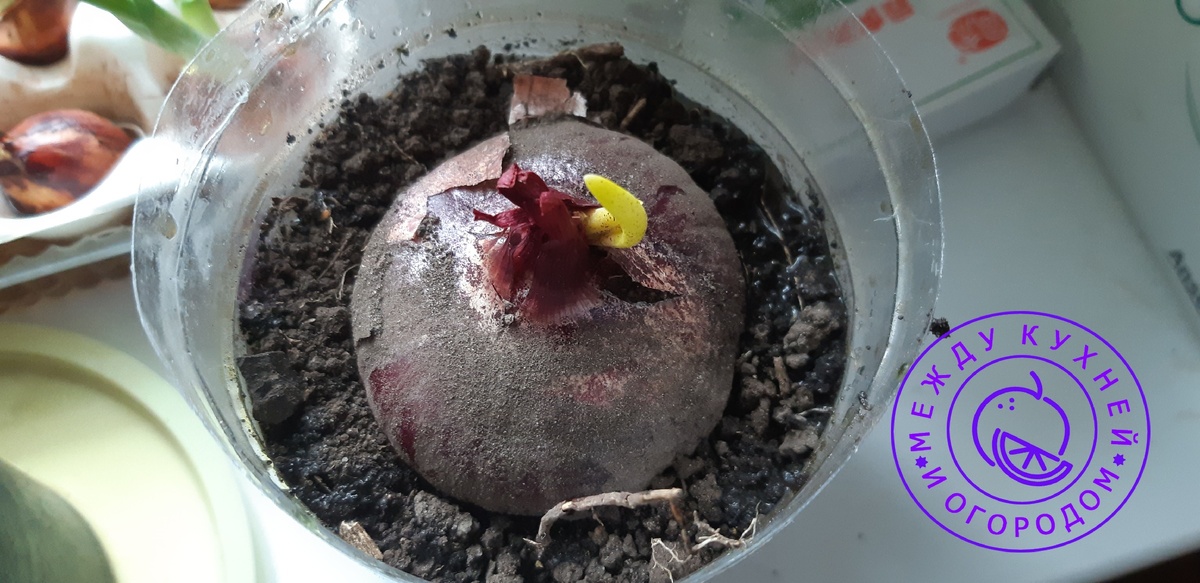 Надежда у меня на лук, спящий под снегом! Фото автора.