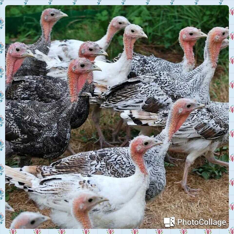 Фото с интернета 