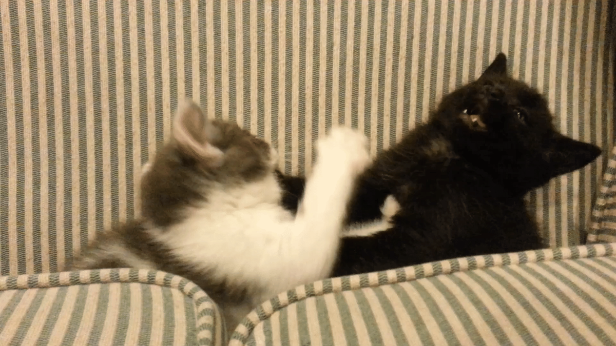 Gif cat