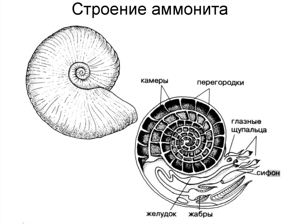 Стенка раковины моллюска состоит из