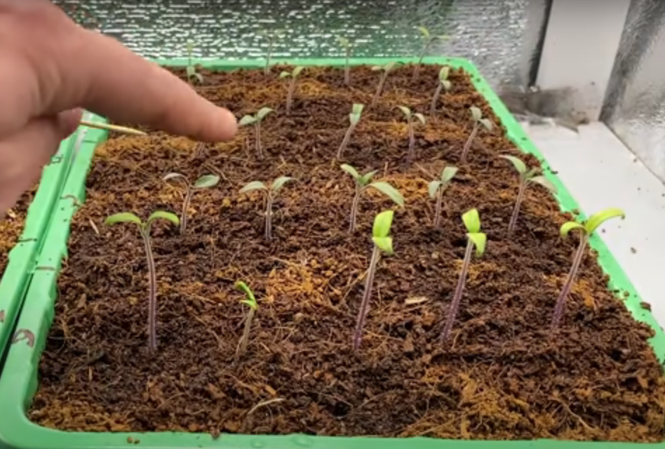 Нормальная высота растения