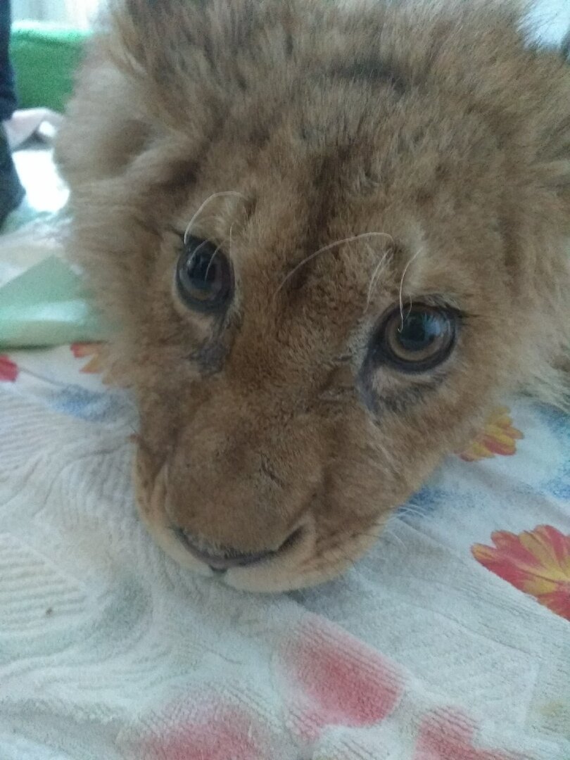 симба из дагестана. львенок симба из челябинска. маленький львенок в челябинске. спасение львенка симба. львенок симба сегодня.