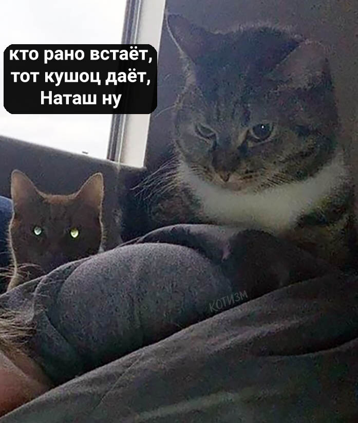 Мем из ВК "Котизм"
