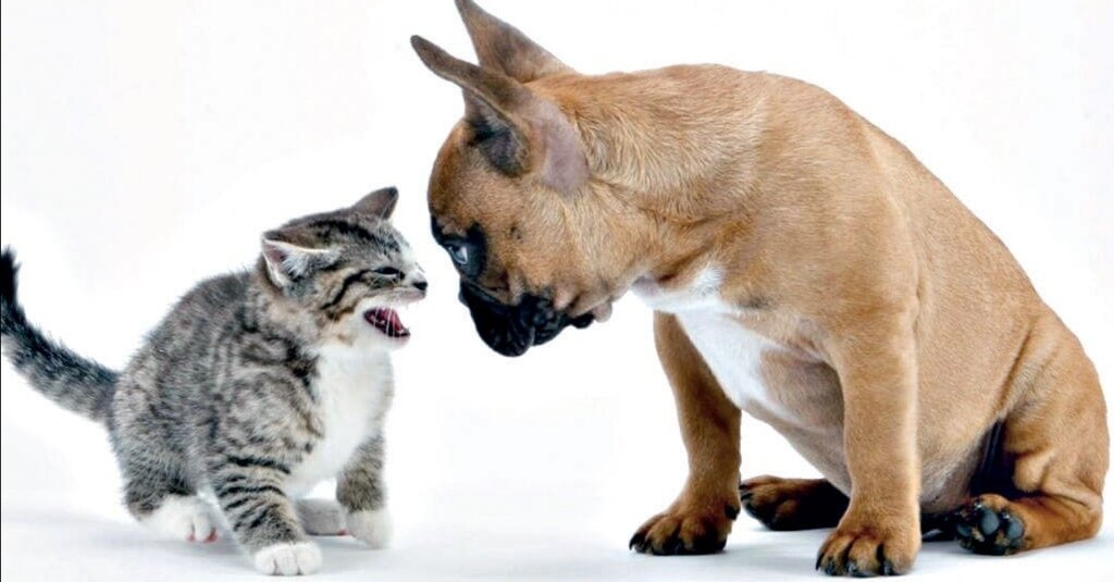 Фото Яндекс Картинки.