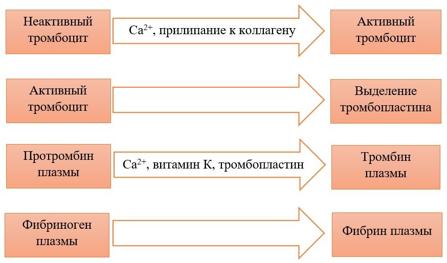 Основная информация:Как свертывается кровь - Справочник MSD Версия для потребителей