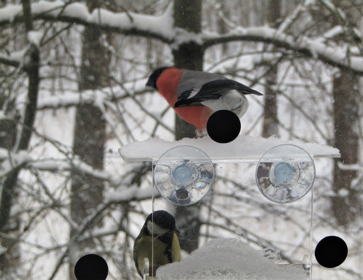 Синица и снегирь на моей кормушке