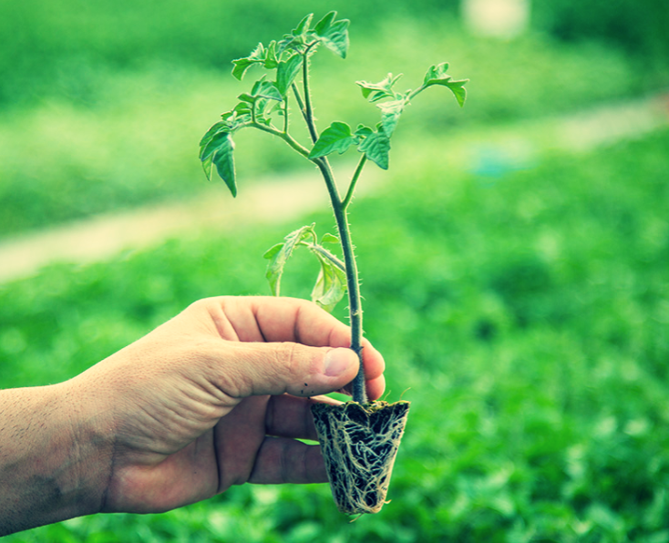 Крепкая рассада.