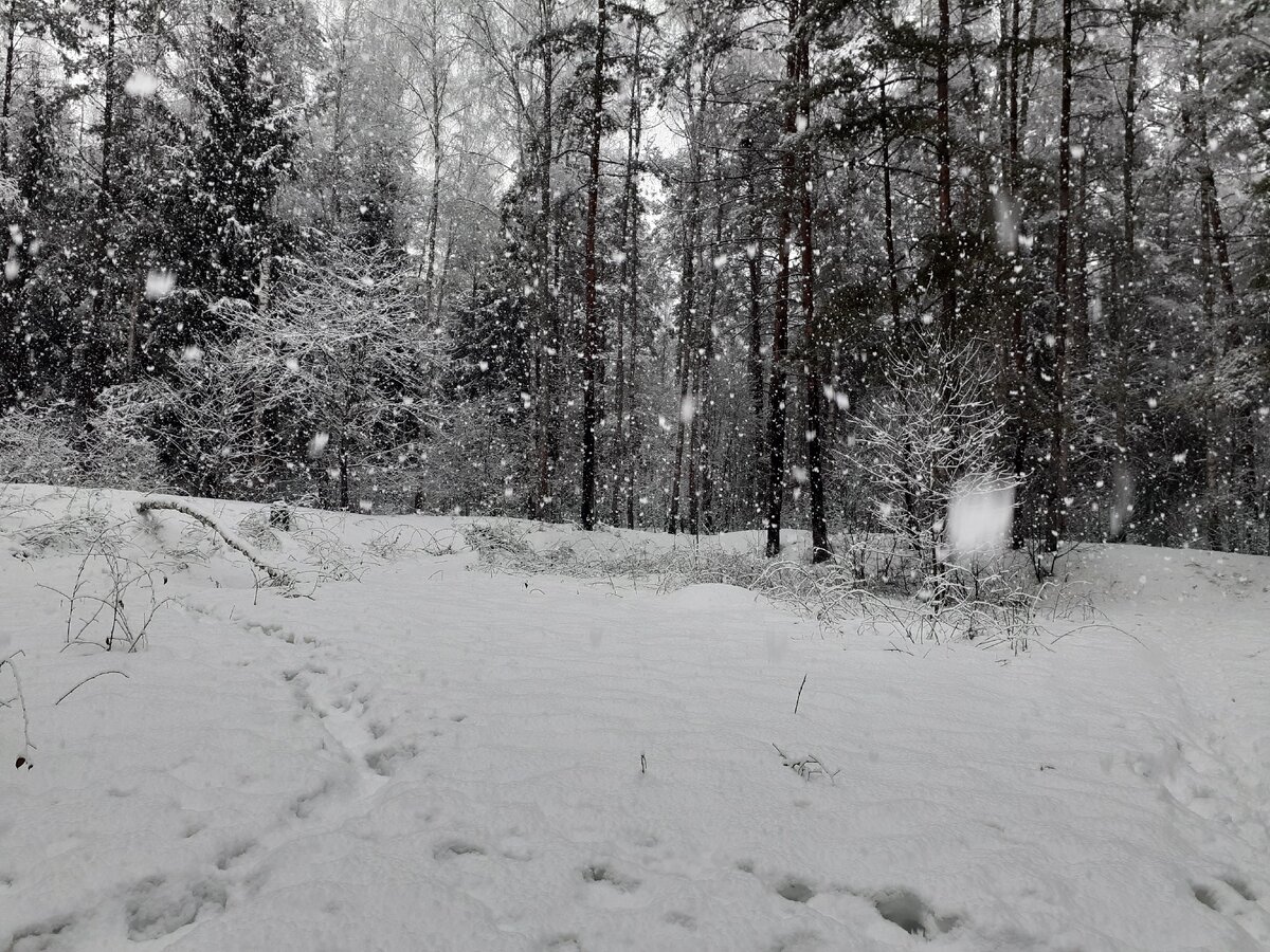 из-за обильных снегопадов. 7 января 2024 года ржев снегопад. снег в испании. 02. зима в мадриде.