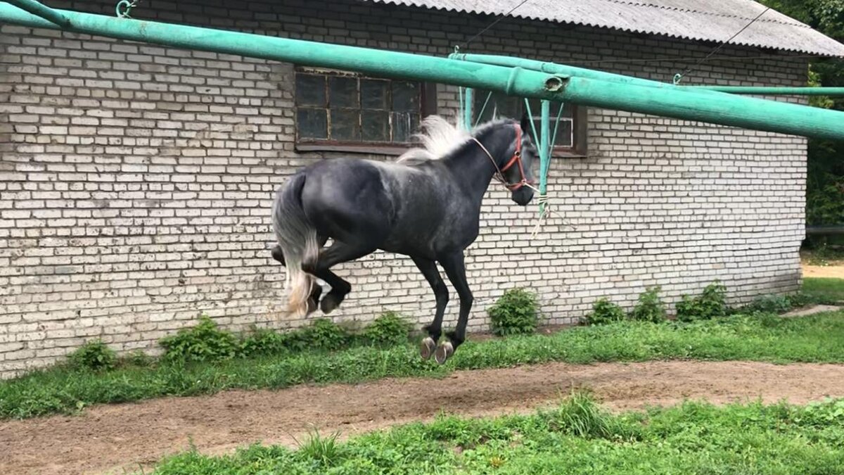 Шагаем на водилке