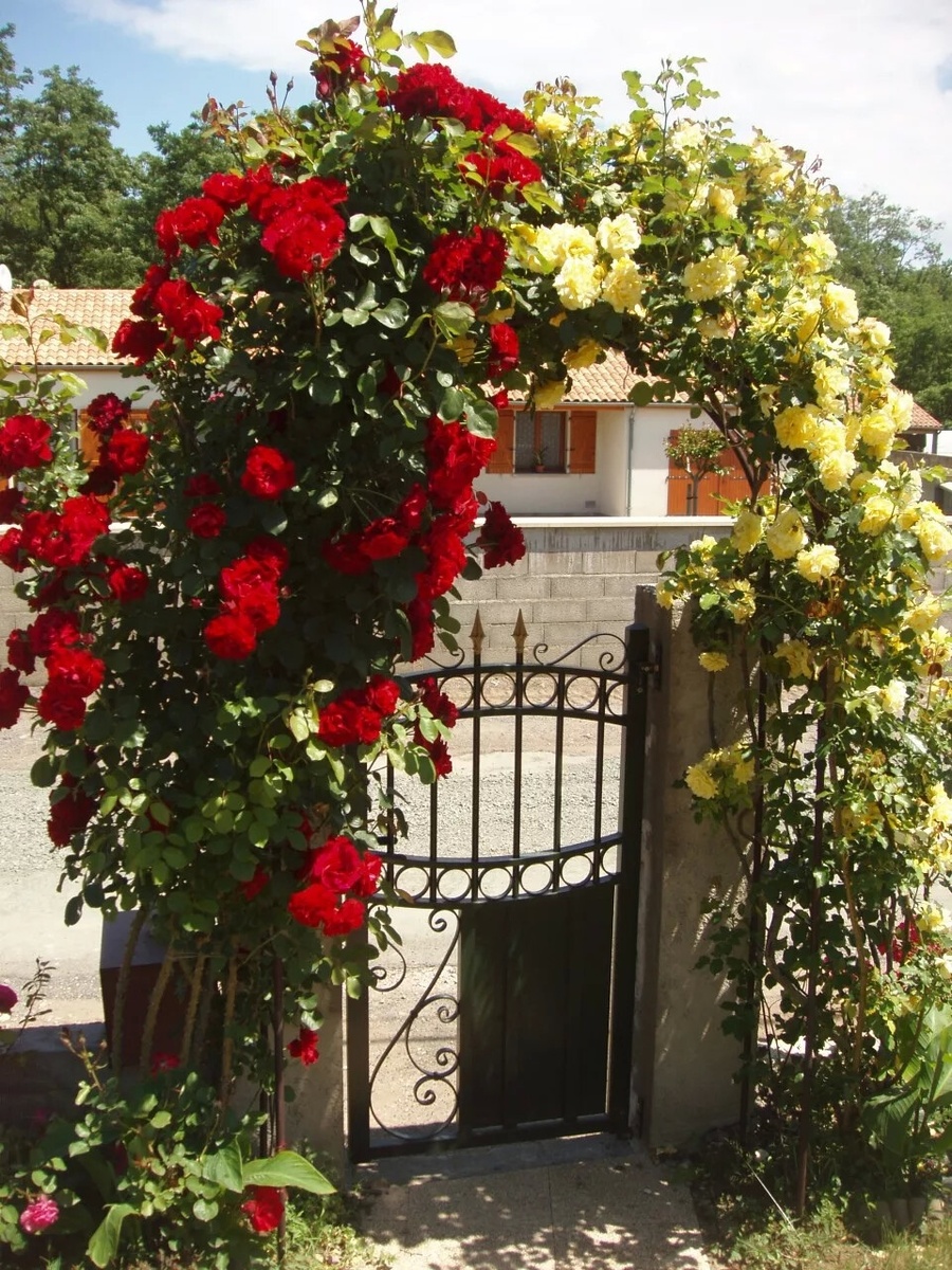 Плетистая роза