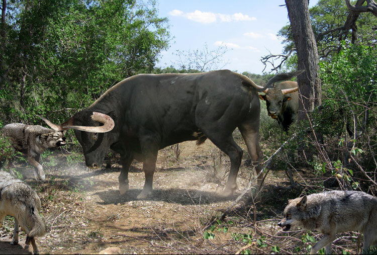 Старая добрая забава европейских туров: ворваться в волчью стаю и посмотреть, кто сколько волков за раз раскидает. Доисторические игры удивительны!