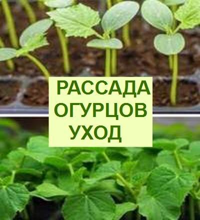 рассада огурцов