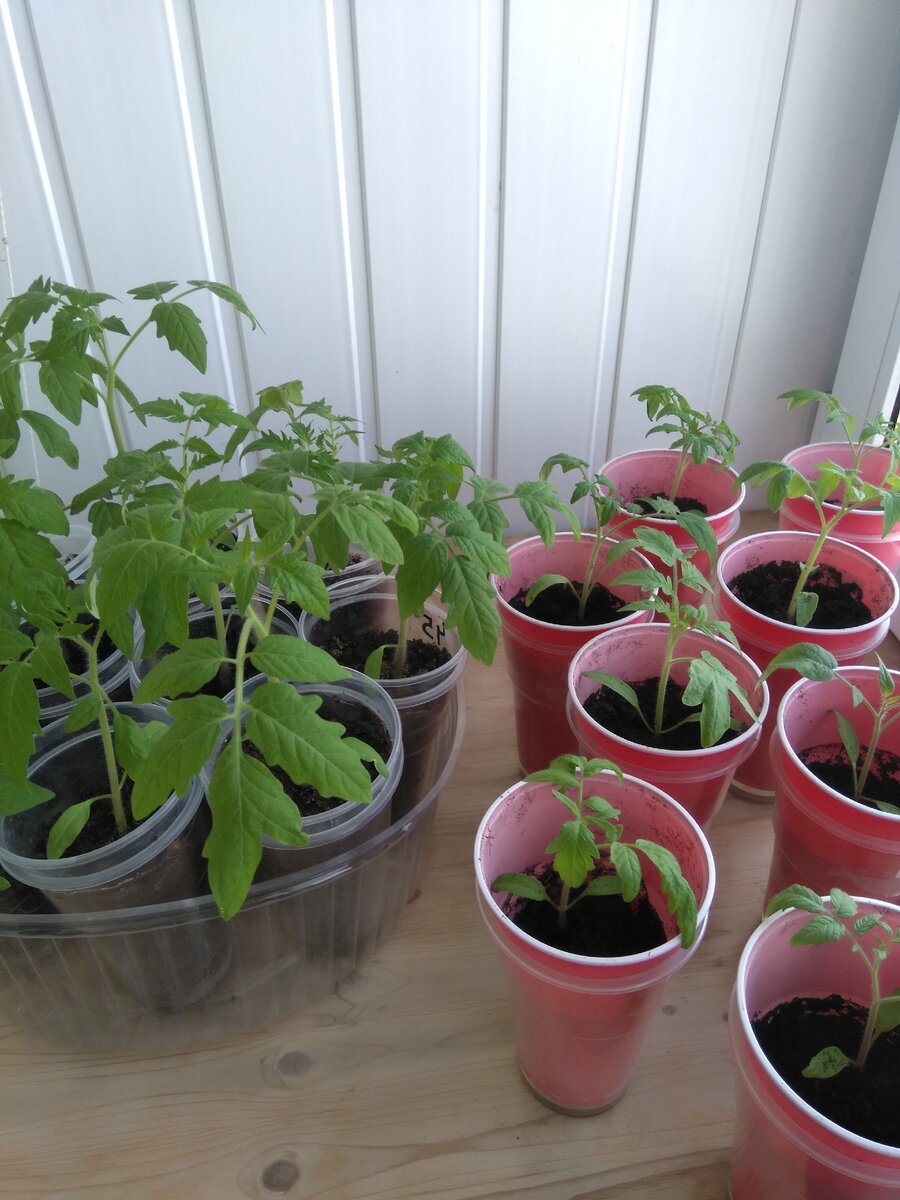 Фото автора.