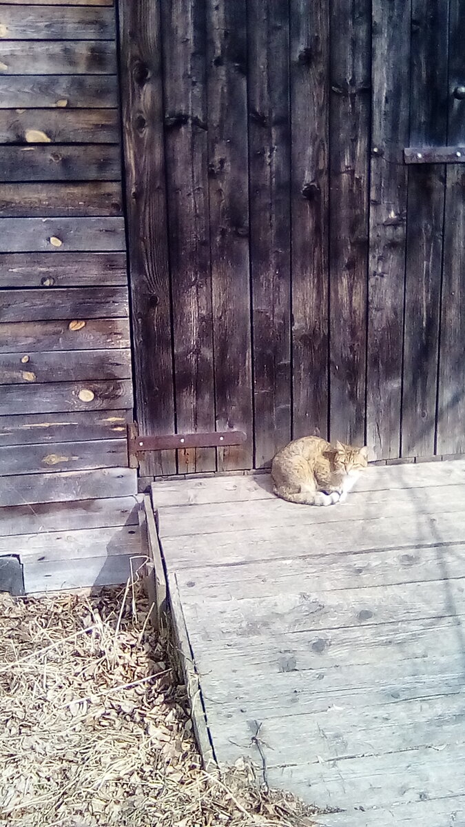 Кот у гаража
