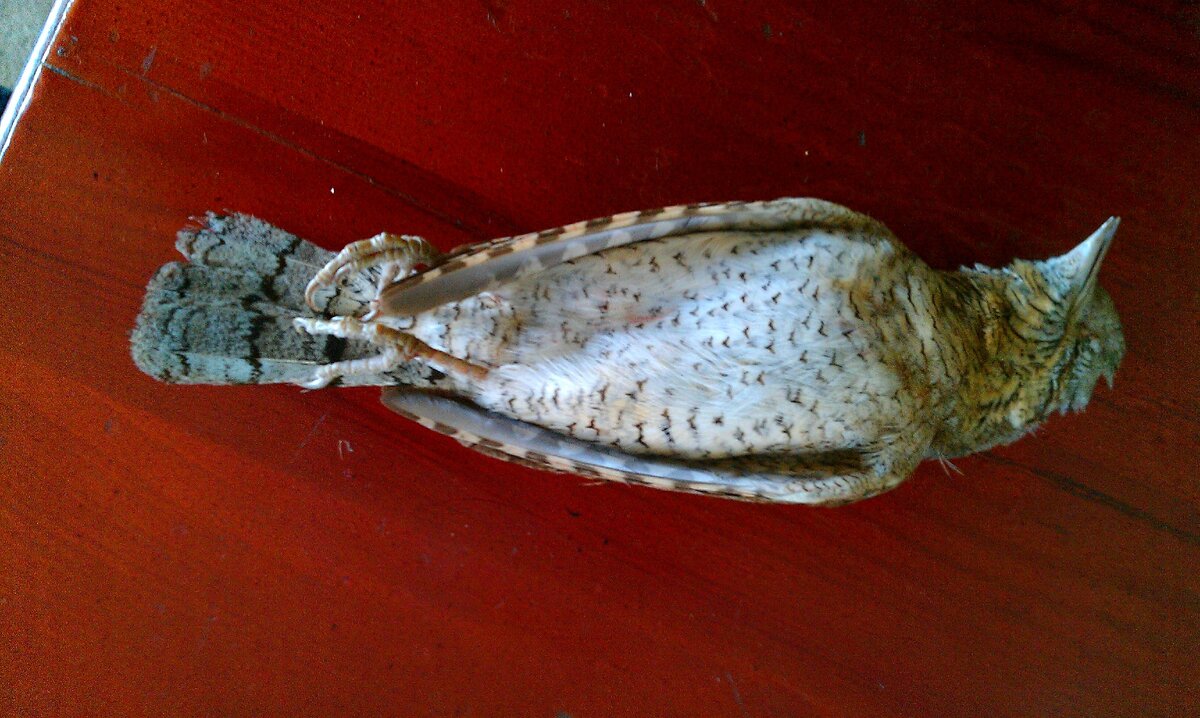 Дохлый вертишей! (весна - 2013г.)