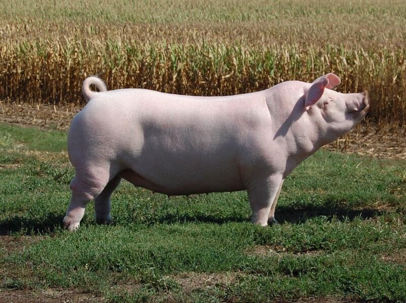 Лидеры в области селекции свиней. 3-ка лучших генетических программ.
