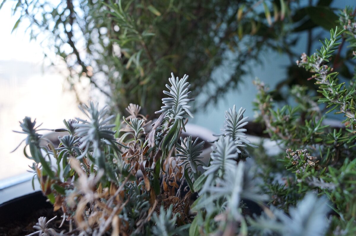 Лаванда после зимовки дома чуть жива