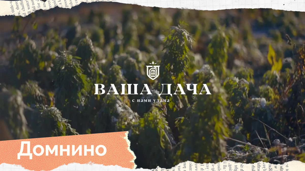 Домнино - уютный уголок в красивом месте!