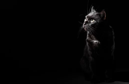 Чёрный кот на чёрном фоне