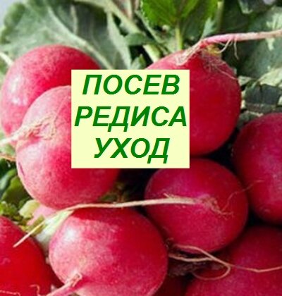  посев редиса