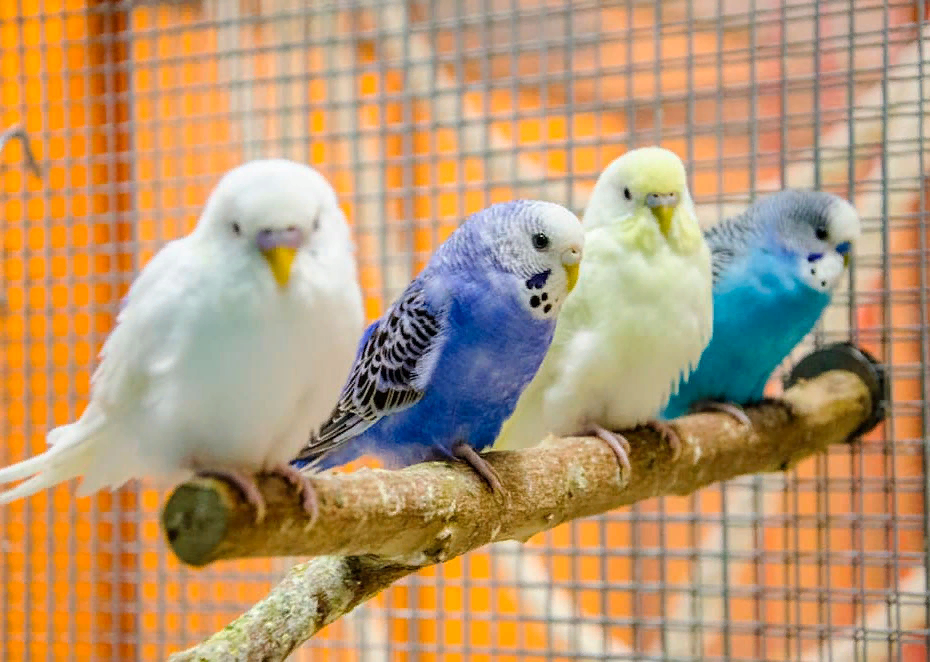 Как цвет попугайчика влияет на способность говорить? | МанкиБлог | Дзен